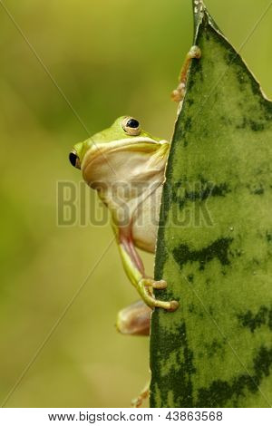 Rosnička zelená (hyla Cinerea)