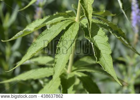 Endemic Veronicastrum From Sakhalin Island (russia) Leaves - Latin Name - Veronicastrum Sachalinense