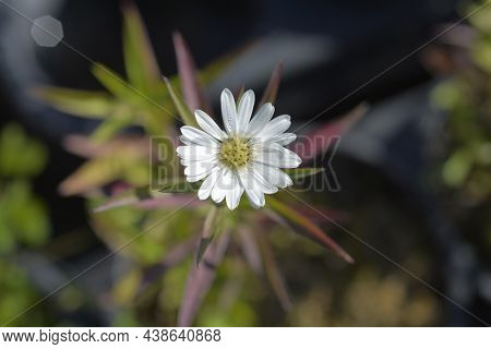 New York Aster Starletta White - Latin Name - Symphyotrichum Novi-belgii Starletta White (aster Novi