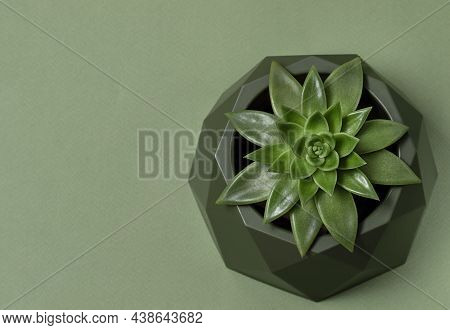 Green Monochrome Background With Succulent In Multifaceted Flower Pot.top View Of Green Succulent Ec
