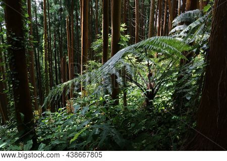 The Forest Of Grena, Sao Miguel Island, Azores. High Quality Photo