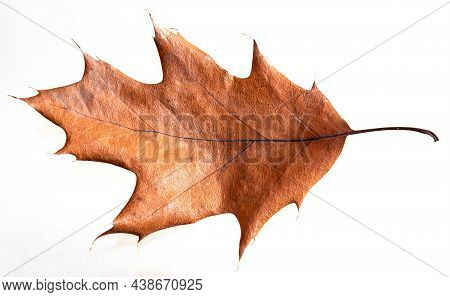 Bright Yellow Autumn Leaves On A White Background. Texture