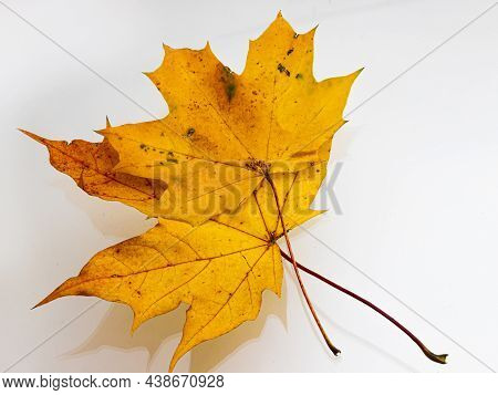 Bright Yellow Autumn Leaves On A White Background. Texture