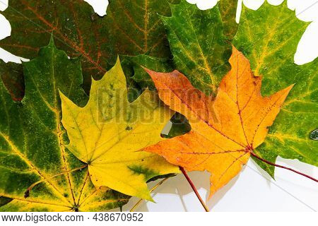 Bright Yellow-green Autumn Leaves On A White Background. Texture