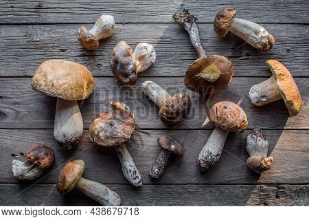 Forest Edible Mushrooms Close Up. Ceps Boletus Edulis Over Wooden Background, Rustic Table.forest Ed