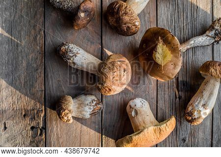 Forest Edible Mushrooms Close Up. Ceps Boletus Edulis Over Wooden Background, Rustic Table.