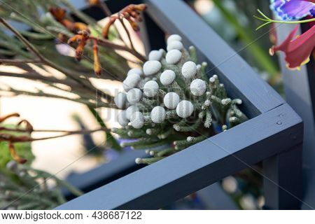 Close-up Of Brunia Albiflora Branch In A Floral Arrangement With Blue Wooden Frames. The Use Of Exot