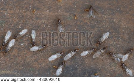 Selective Focus Shot Of Flying Ants Insects On The Surface Of Metal Which Working In Team.