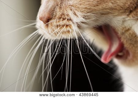 Gähnende Katze
