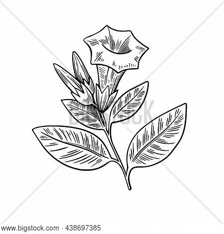 Poisonous Plant Datura Isolated On White Background. Hand Drawn Vector Illustration In Engraving Sty