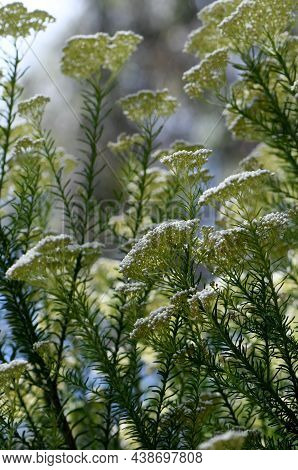 Australian Native Rice Flower Ozothamnus Diosmifolius, Family Asteraceae. Also Known As Sago Flower.