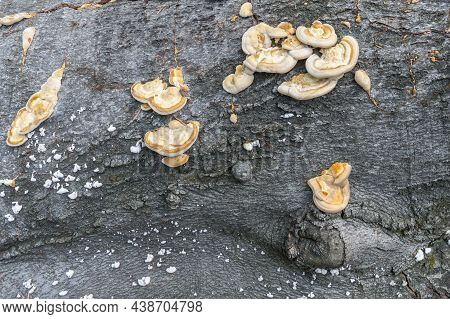 Closup Of Young Bracket Fungus Colony Growing On The Fallen Tree