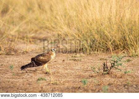 Montagu Or Montagus Harrier Or Circus Pygargus Portrait In Winter Migration At Tal Chhapar Sanctuary