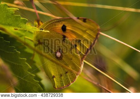 Yellow Butterfly Zerene Cesonia Sitting On The Grass