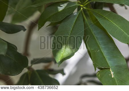 Close-up View Of The Leaves Of The Poisonous Tropical Plant Rauvolfia Mombasiana. Sweden.