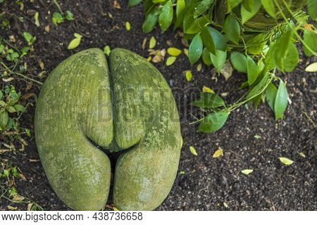 Close Up View Of Lodoicea Maldivica Sea Coconut Endangered. Sweden.