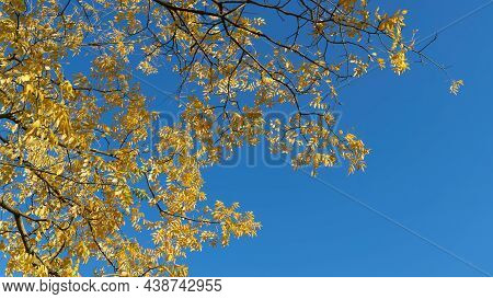 Japanese Pagoda Tree (styphnolobium Japonicum) With Yellow Autumn Leaves And Blue Sky