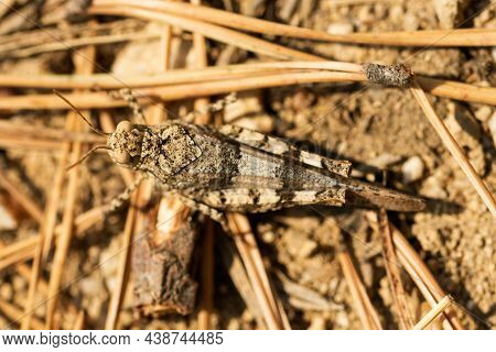 The Brown Grasshopper Is Almost Invisible On The Ground