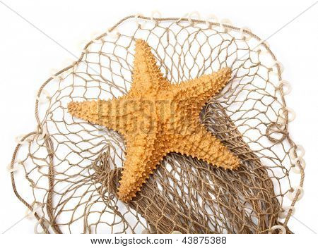 Karibik hvězdice (Oreaster reticulatus) na rybářské sítě.