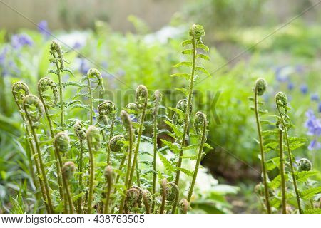 Ferns, Close Up Detail Of New Fronds Or Fiddleheads Growing On A Plant In A Uk Garden In Spring. Dry