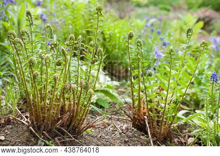 Ferns Dryopteris Filix-mas (wood Fern) Plants Growing In A Uk Garden, New Growth Of Fronds In Spring