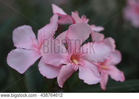 Flower Of Oleander Or Nerium (nerium Oleander) Extreme Close-up On Blurred Background