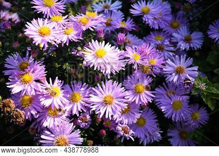 Japanese Aster Or Kalimeris Incisa Flowers In Russia