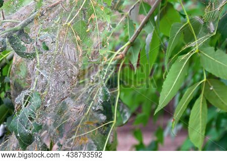 American White Butterfly, Caterpillars ( Hyphantria Cunea, Fall Webworm ) Quarantine Pest Of Fruit C