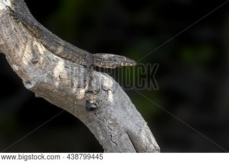 The Asian Water Monitor Is A Large Varanid Lizard Native To South And Southeast Asia. It Is One Of T