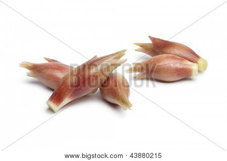  흰 배경에 전체 신선한 생강 싹