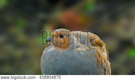 The Grey Partridge  In The Autumn Background