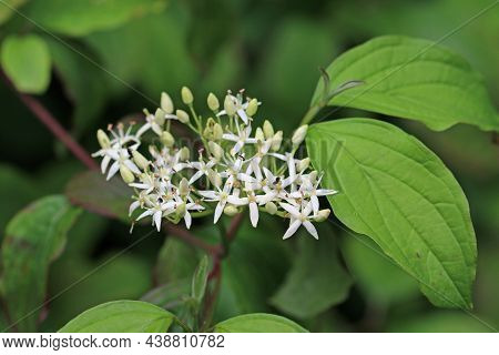 White Dogwood Tree, Cornus Sanguinea, Flowers And Leaves In Close Up With A Background Of Blurred Le
