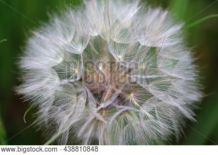 Goatsbeard, Tragopogon Pratensis, Flower Seed Head Close Up With Feathery Seeds And A Blurred Backgr