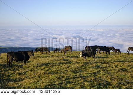 Cows Walk Along The Mountain Range At Early Autumn