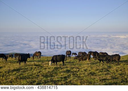 Cows Walk Along The Mountain Range At Early Autumn