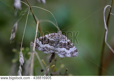 A Bedstraw Sits On A Plant In A Meadow.
