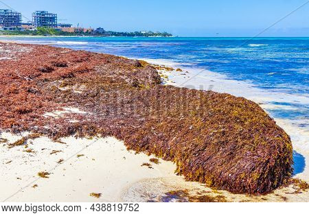 Very Disgusting Red Seaweed Sargazo Beach Playa Del Carmen Mexico.