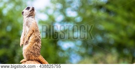 The Meerkat Attitude Is The Best Surveillance System. He Controls The Territory And Provide Protecti