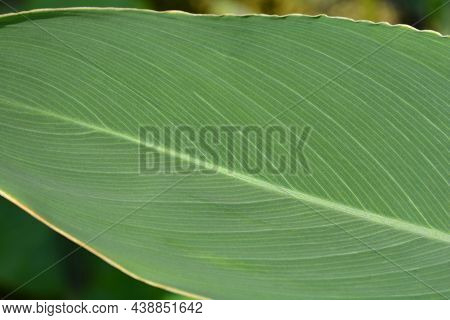 Powdery Alligator-flag Leaf Detail - Latin Name - Thalia Dealbata