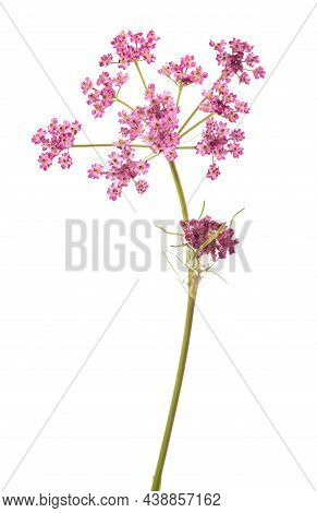 Carum Carvi Flowers Isolated On White Background