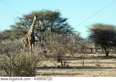 Beautiful Giraffe At Erindi National Park, Looking To The Camera. Namibia, Africa