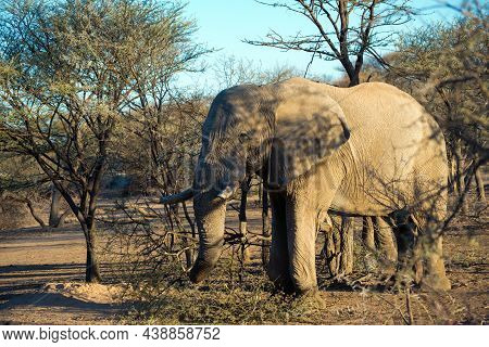 Magnificent Elephant At Erindi National Park, Namibia, Africa