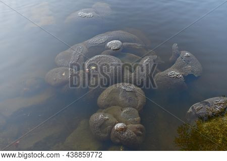 American Loaf Is A Species Of Bryophyte From The Genus Loaf That Lives In Fresh Clear Water. Individ