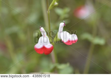 Baby Sage Hot Lips Flowers - Latin Name - Salvia Microphylla Hot Lips
