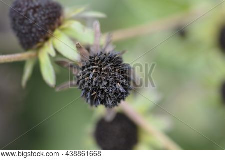 Deams Coneflower Seed Head - Latin Name - Rudbeckia Fulgida Var. Deamii (syn. Rudbeckia Deamii)