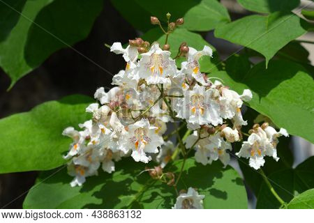 Common Catalpa Flowers - Latin Name - Catalpa Bignonioides