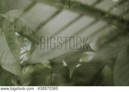 Dark leaf background wallpaper, aesthetic full HD image