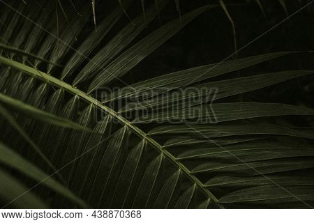 Dark leaf background wallpaper, aesthetic full HD image