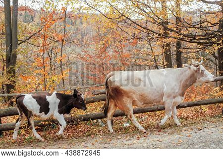 A White Cow And A Black And White Calf Are Walking Along A Rural Road. Autumn Season In The Ukrainia