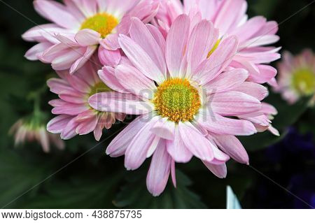 Closeup Of Pink And Yellow Chrysanthemums In Bloom
